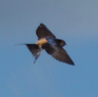 Red-rumped Swallow - ML611648089