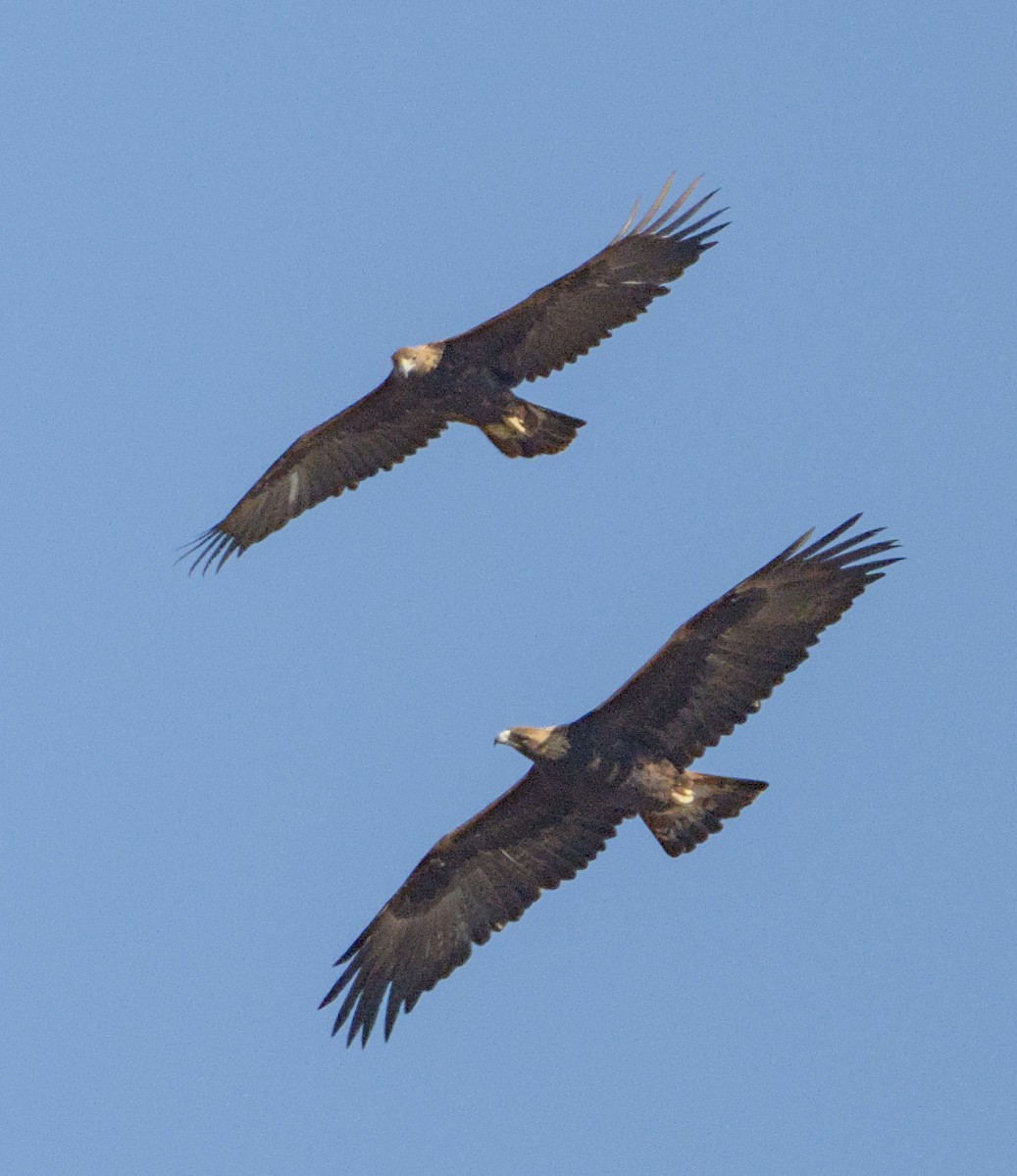 Águila Real - ML611648125