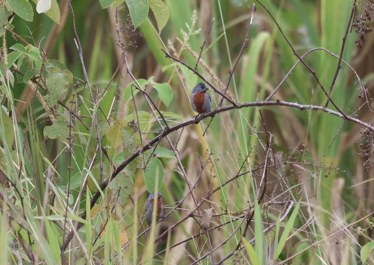 Chestnut-bellied Seedeater - ML611648130