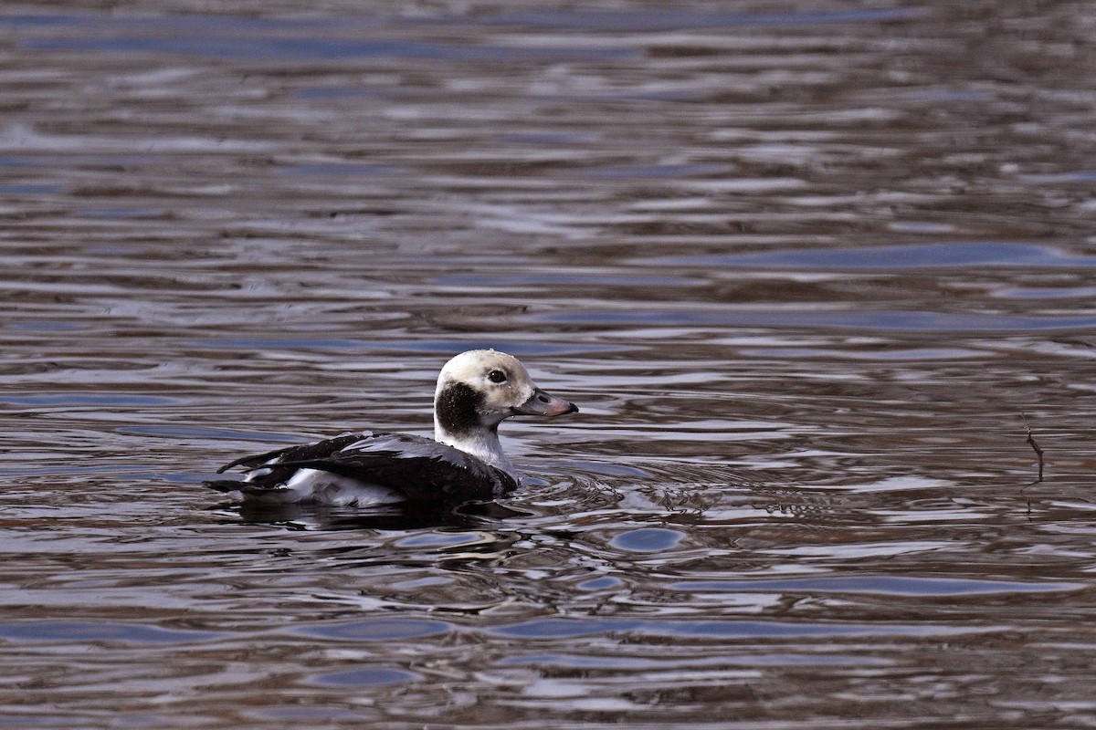 Long-tailed Duck - Gary K Froehlich
