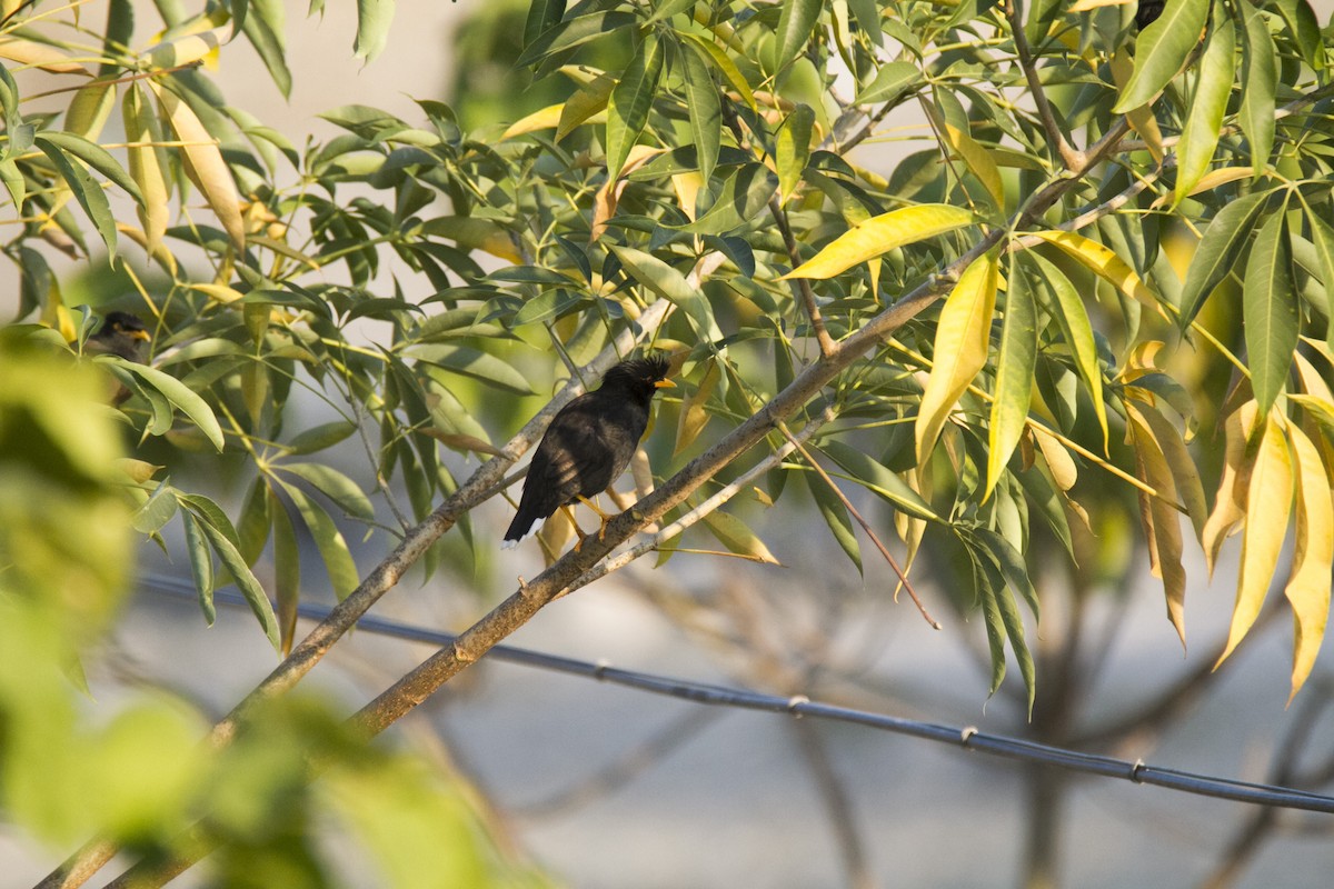 Jungle Myna - ML611648209