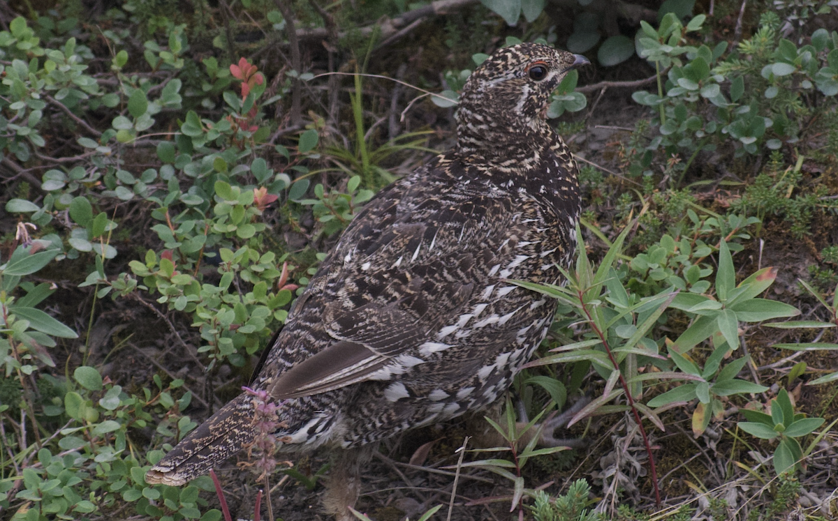 Spruce Grouse - ML611648216