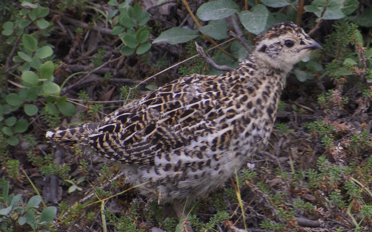 Spruce Grouse - ML611648217