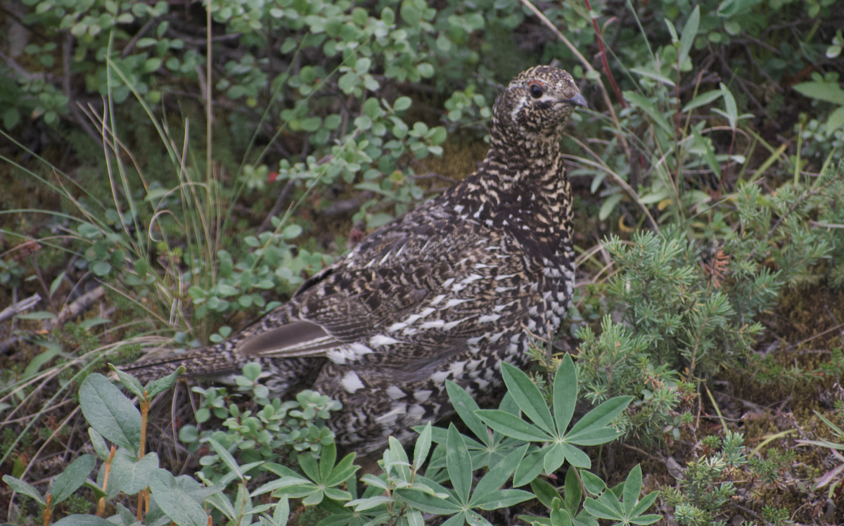 Spruce Grouse - ML611648218