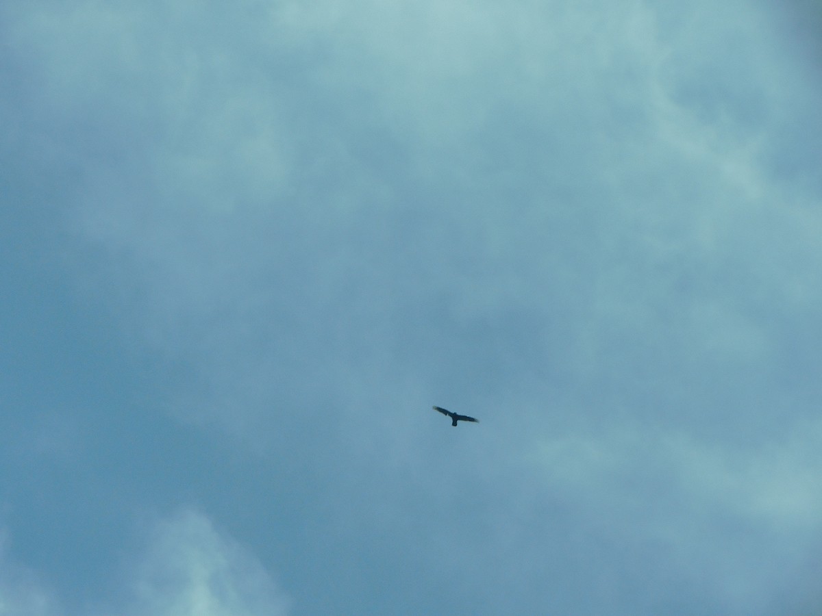 Brown Goshawk - George Vaughan