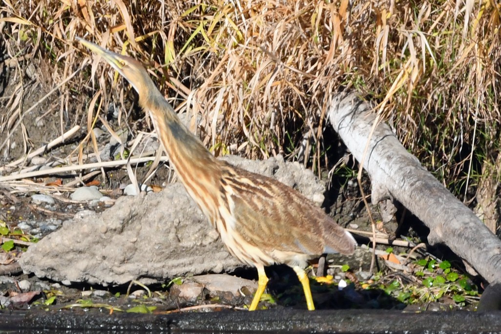 American Bittern - ML611648259