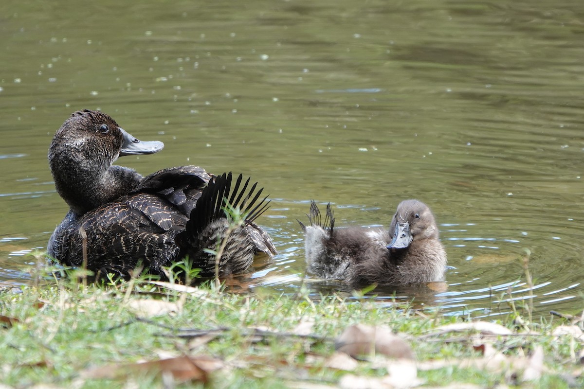 Blue-billed Duck - ML611648266