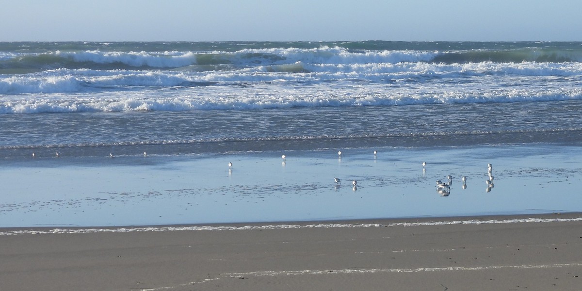 Гурвалж элсэг - ML611648398