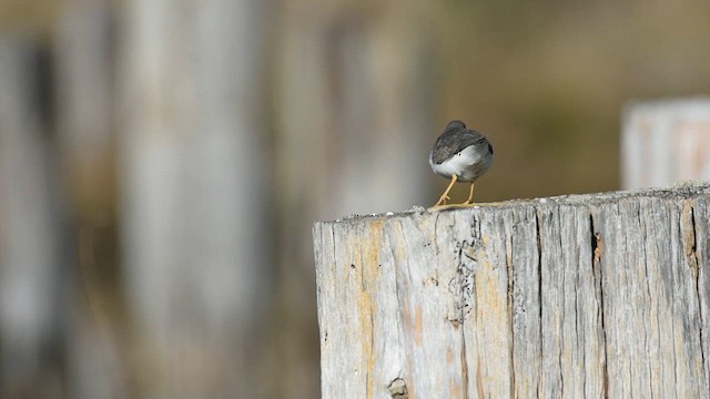 Spotted Sandpiper - ML611648402