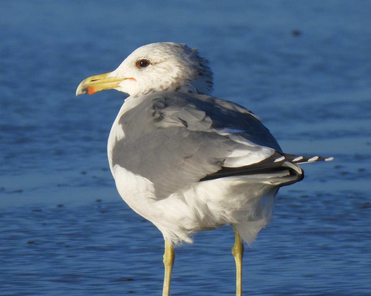 California Gull - ML611648421