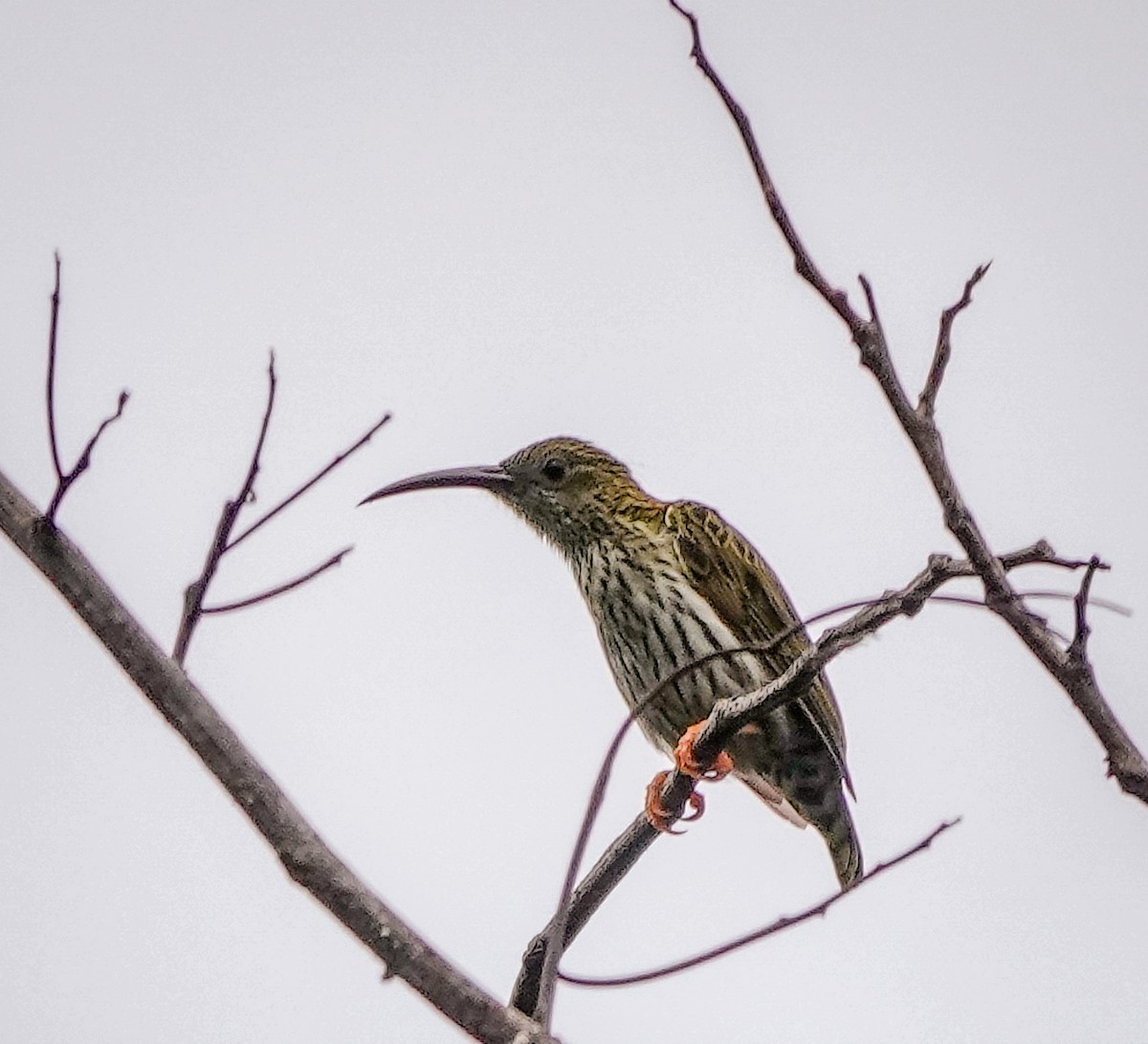 Streaked Spiderhunter - ML611648454