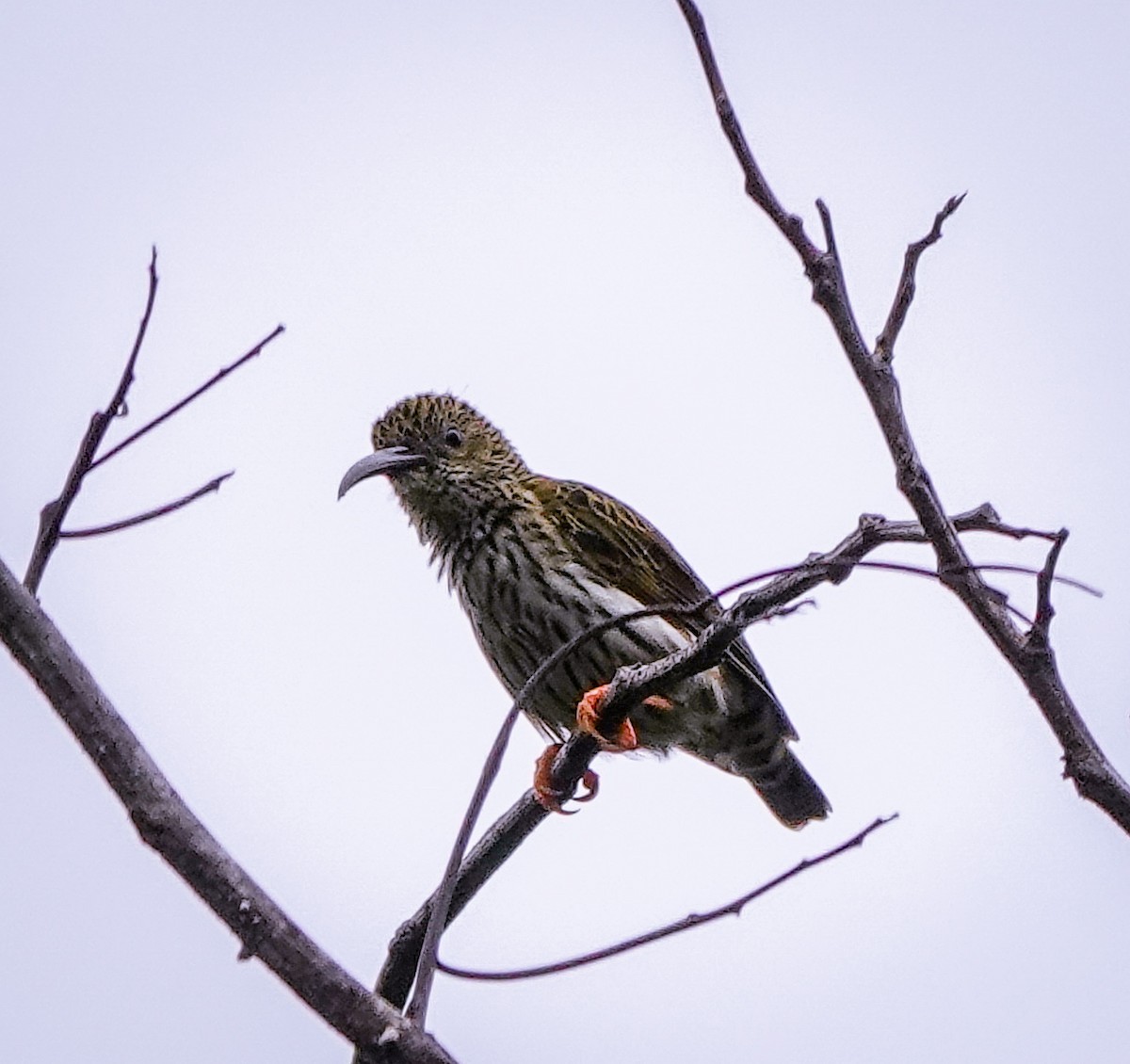 Streaked Spiderhunter - ML611648455