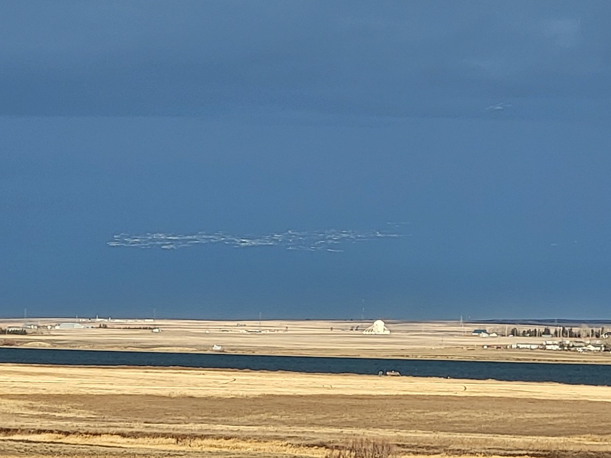 Snow Goose - ML611648468