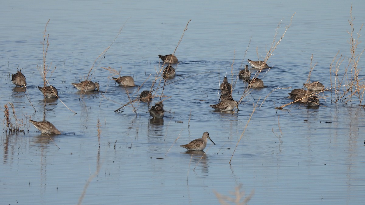 Long-billed Dowitcher - ML611648548