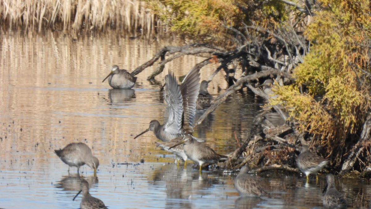 Long-billed Dowitcher - ML611648549