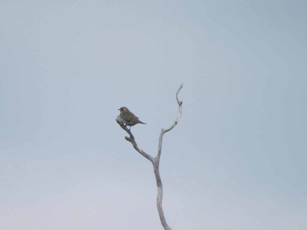 Horsfield's Bronze-Cuckoo - ML611648553