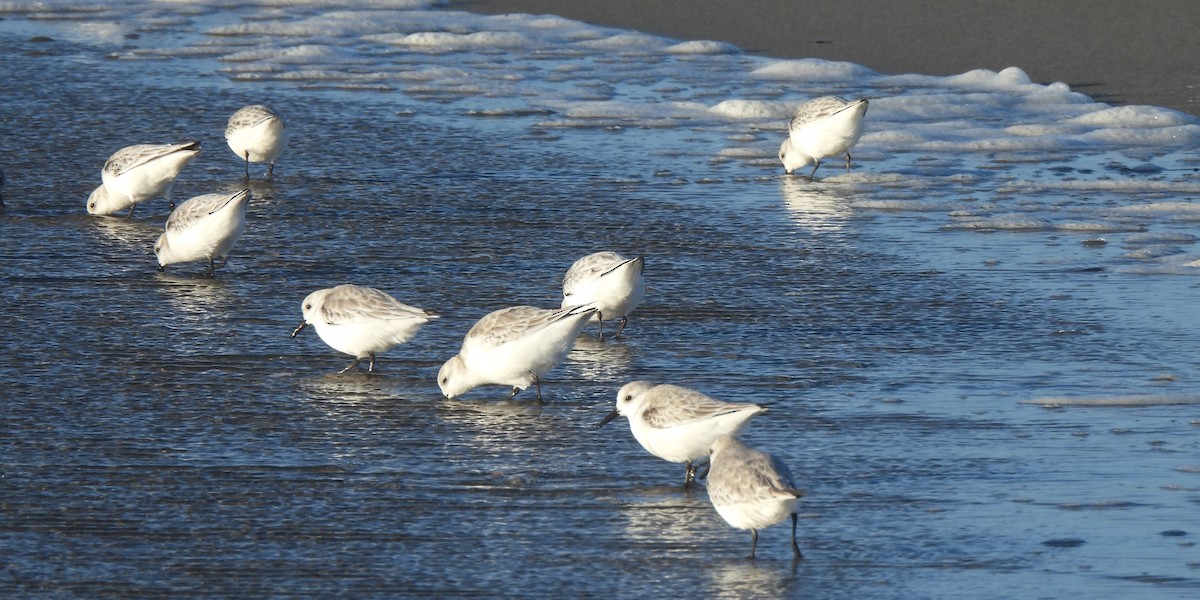 Гурвалж элсэг - ML611648563