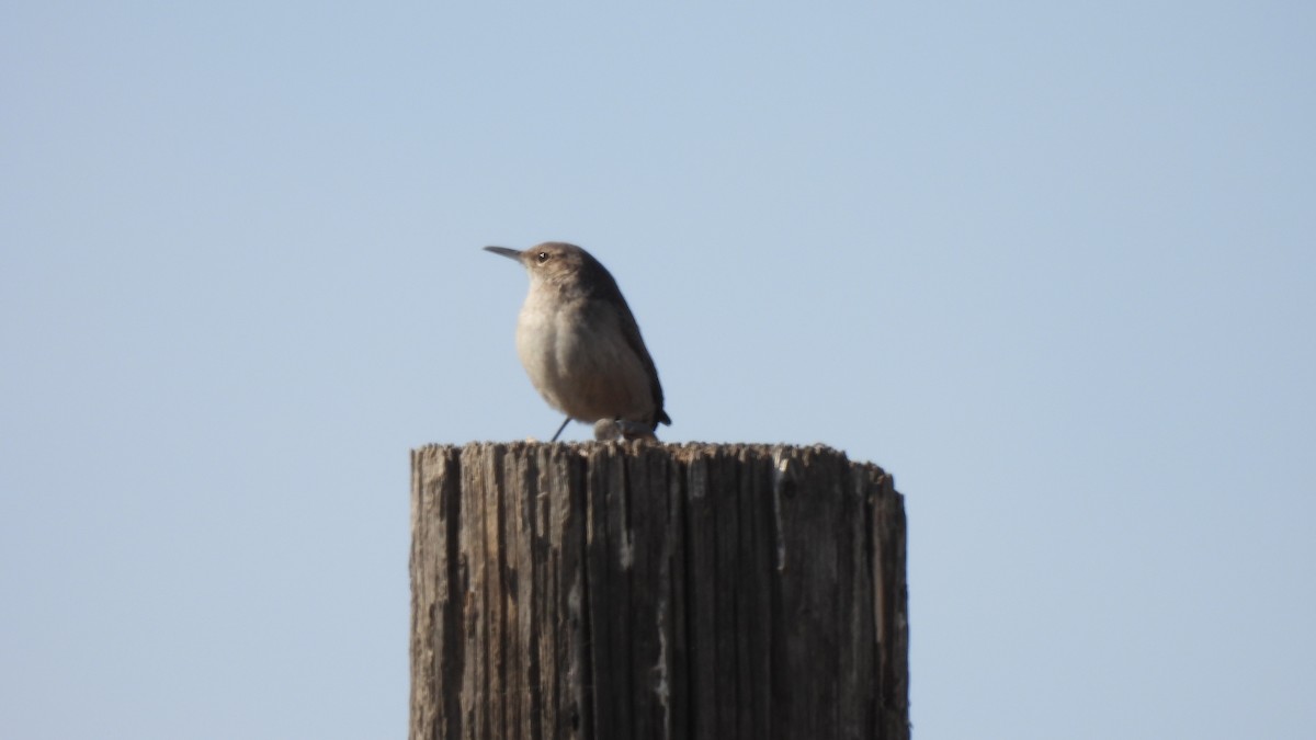 Rock Wren - Karen Evans