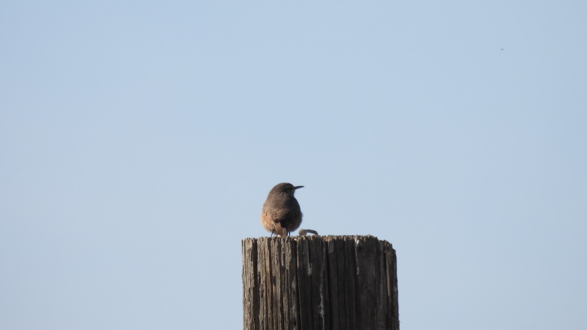 Rock Wren - Karen Evans