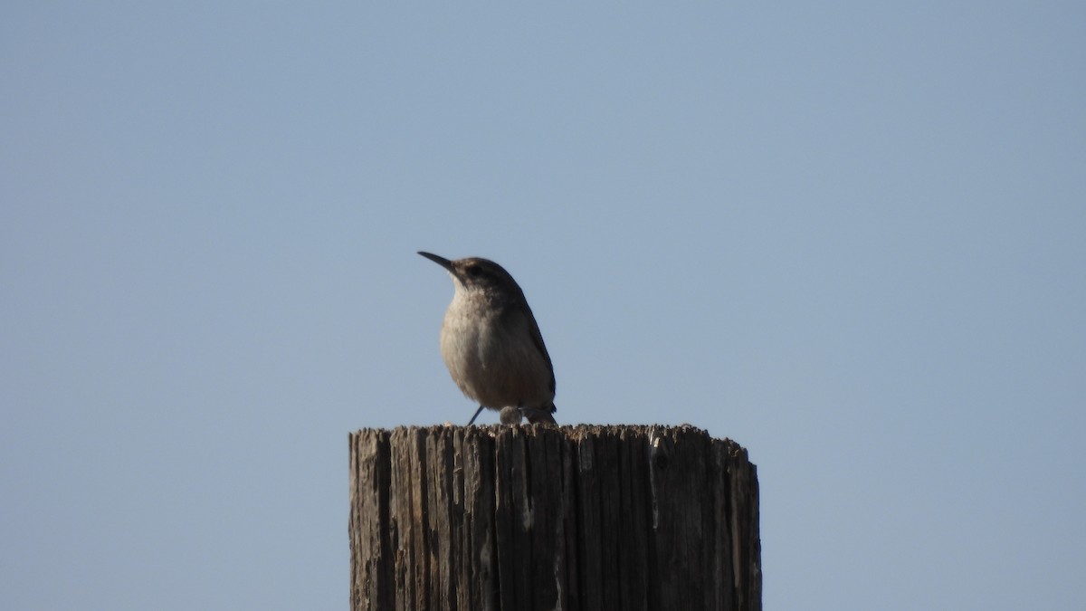 Rock Wren - Karen Evans