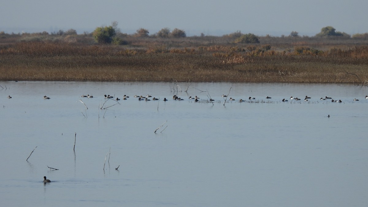 Canvasback - ML611648626