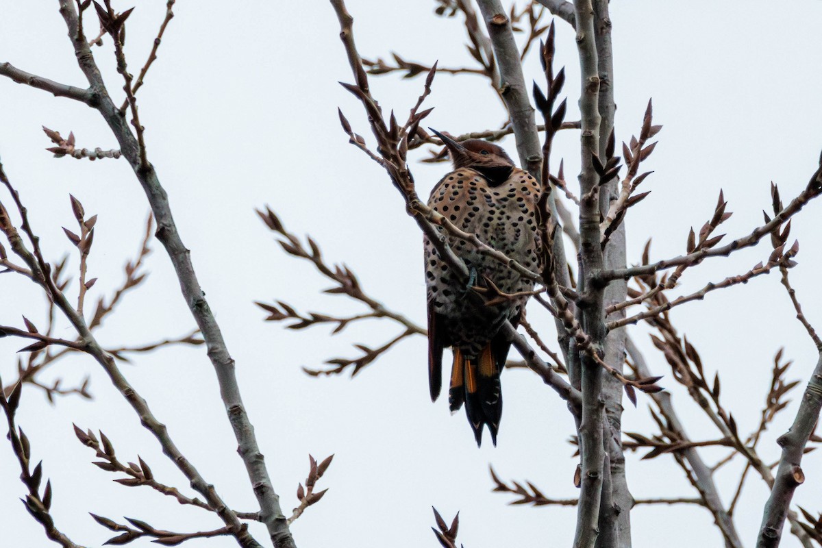 Northern Flicker - ML611648637