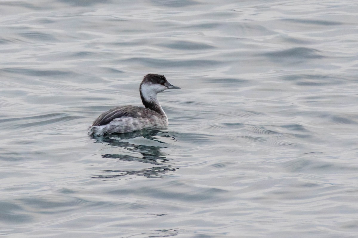 Horned Grebe - ML611648649