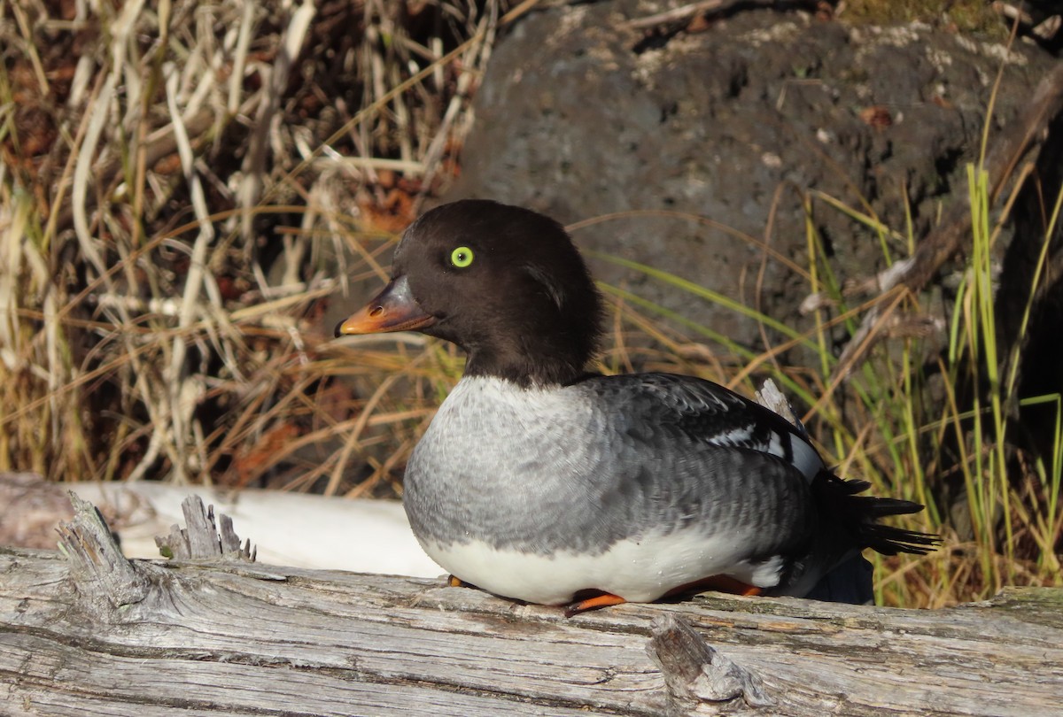 Barrow's Goldeneye - Claire Weiser