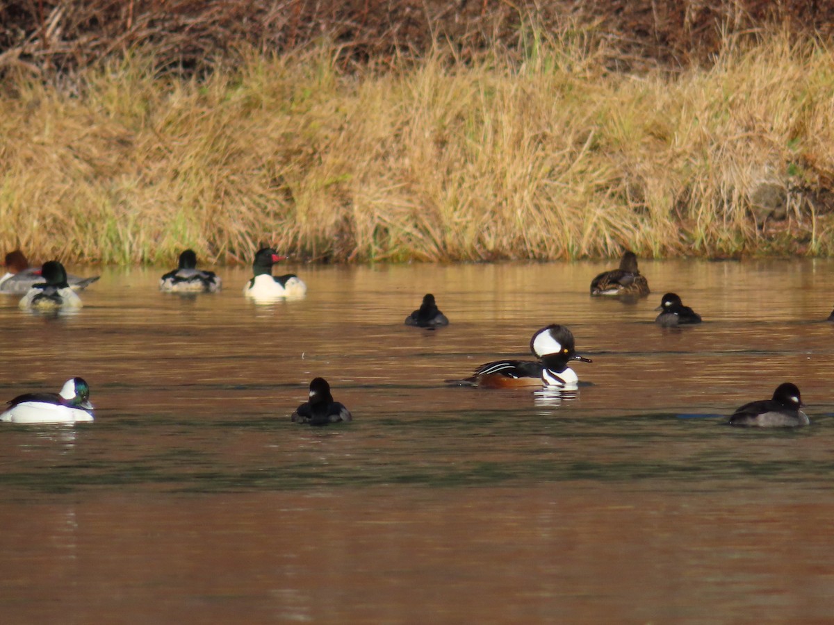 Hooded Merganser - Claire Weiser