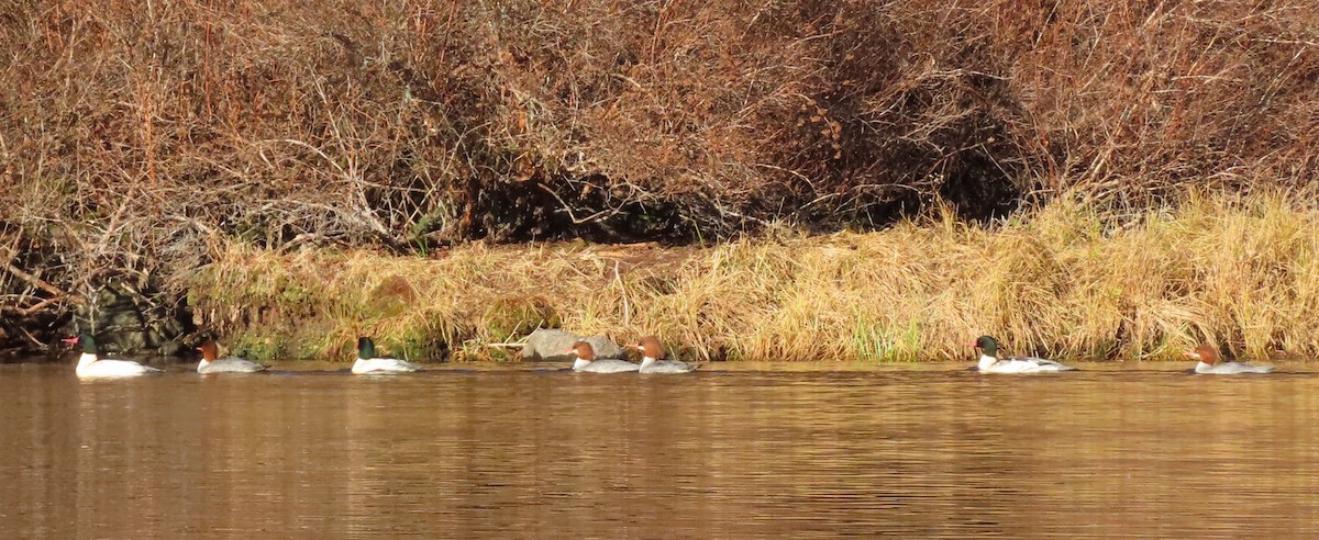 Common Merganser - Claire Weiser