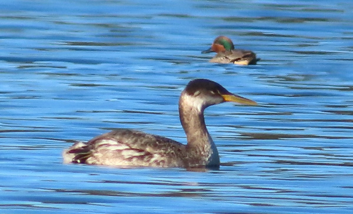 Red-necked Grebe - Claire Weiser