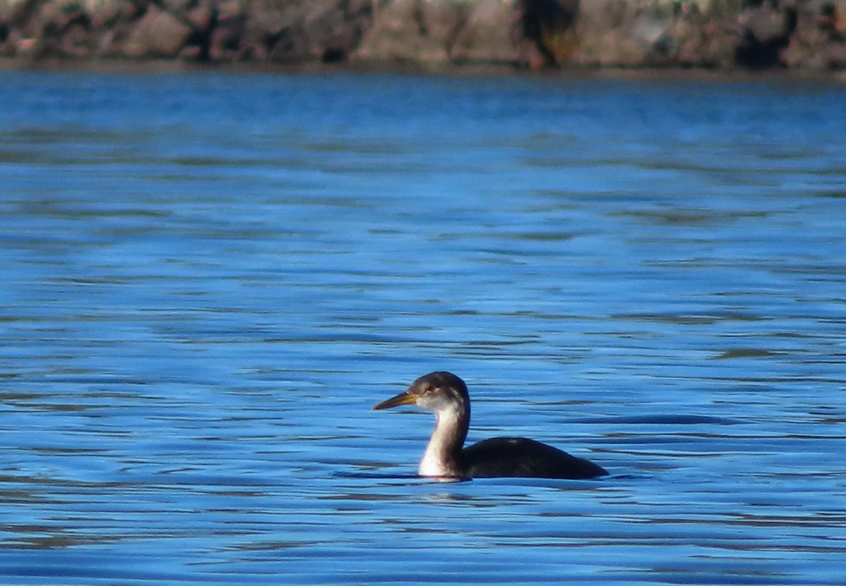 Red-necked Grebe - Claire Weiser