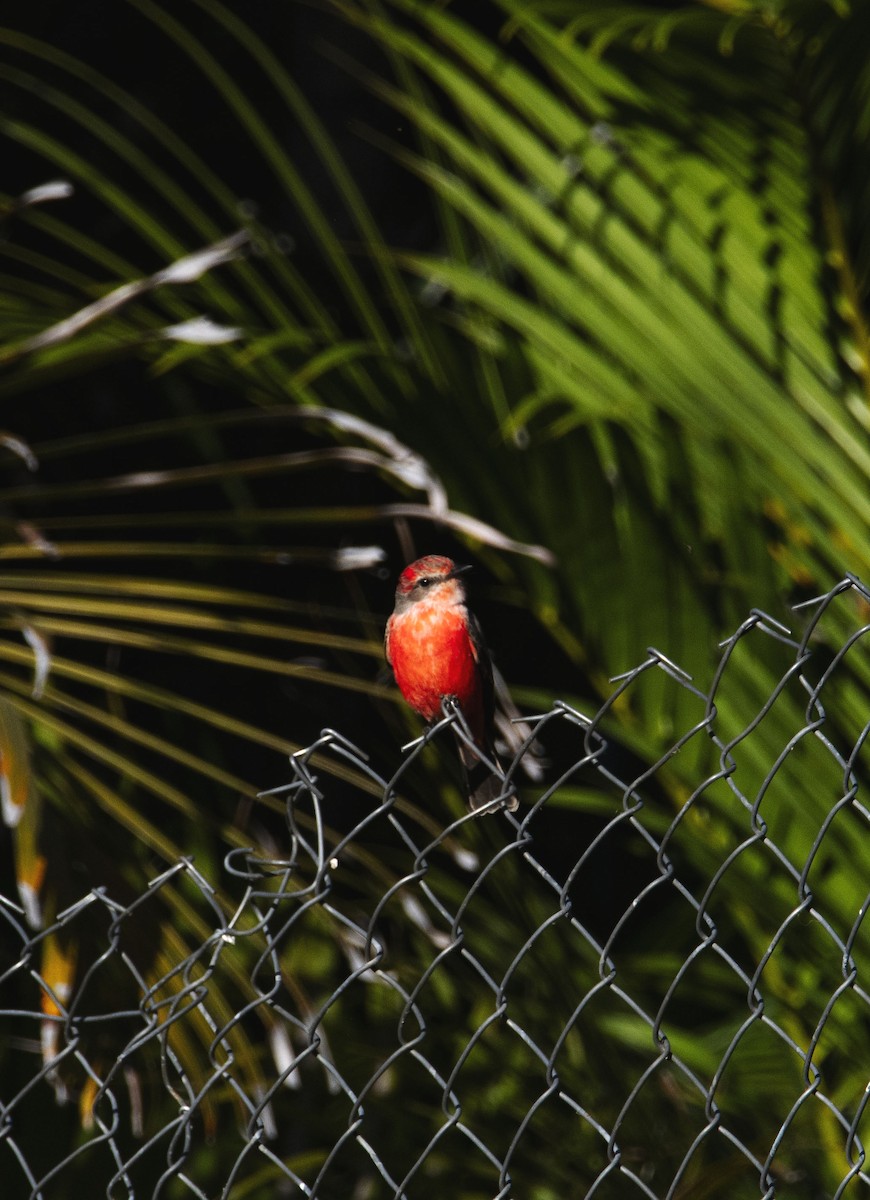 Vermilion Flycatcher - ML611648800