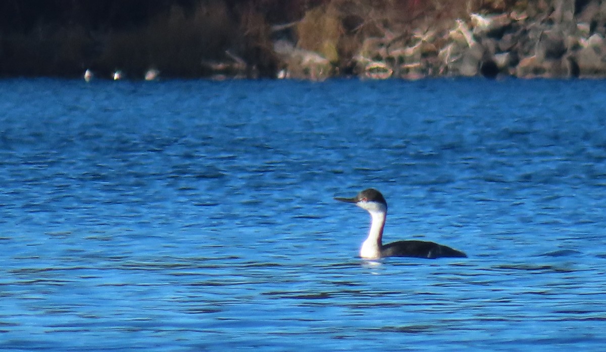 Western Grebe - Claire Weiser