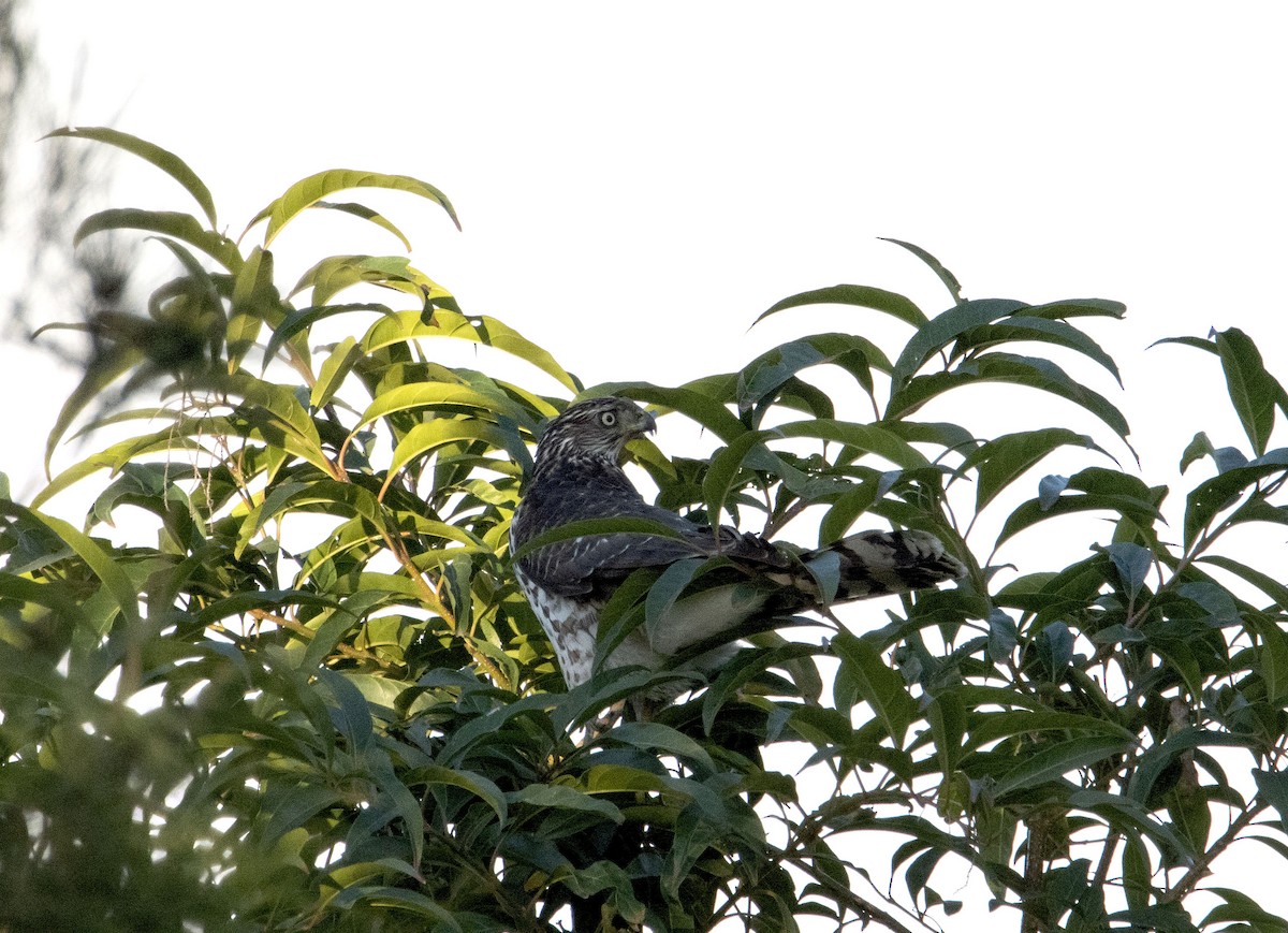 Cooper's Hawk - ML611648815