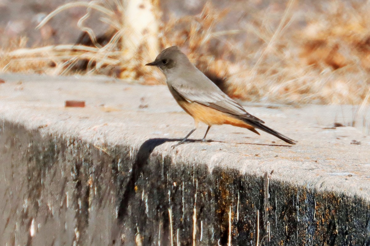 Say's Phoebe - ML611648822
