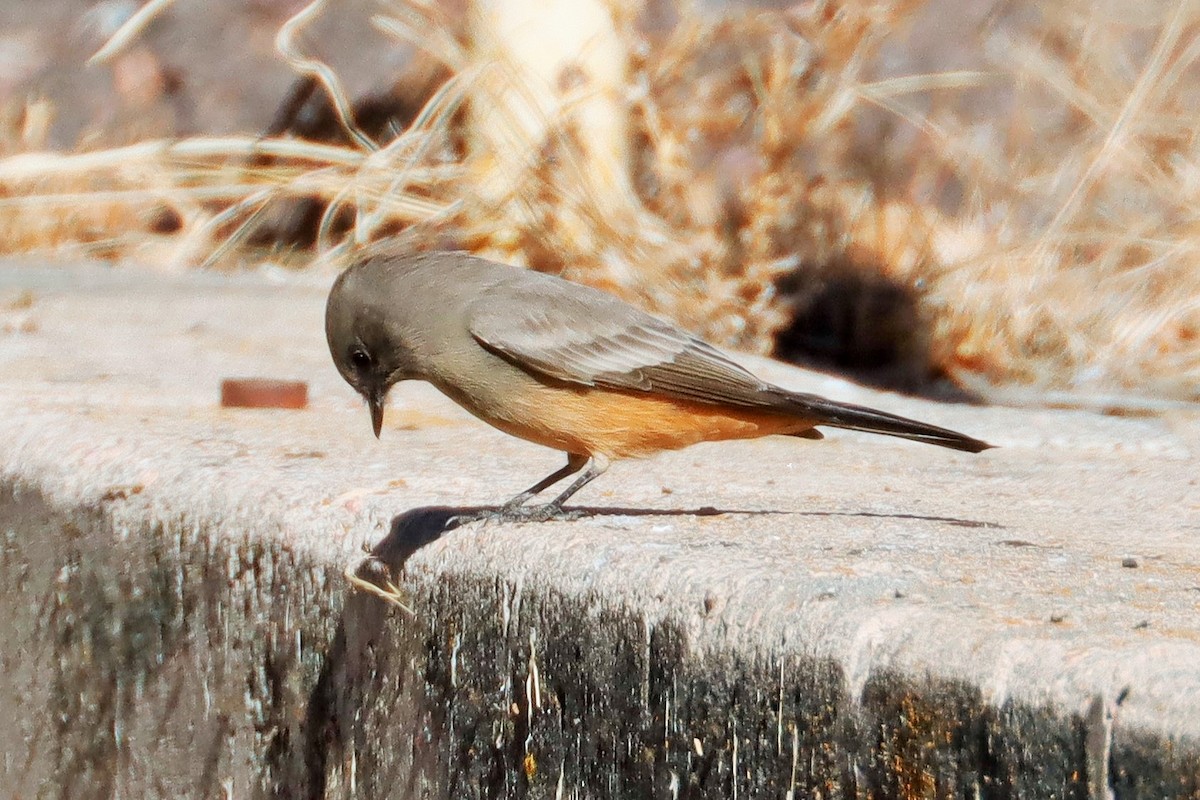 Say's Phoebe - ML611648823
