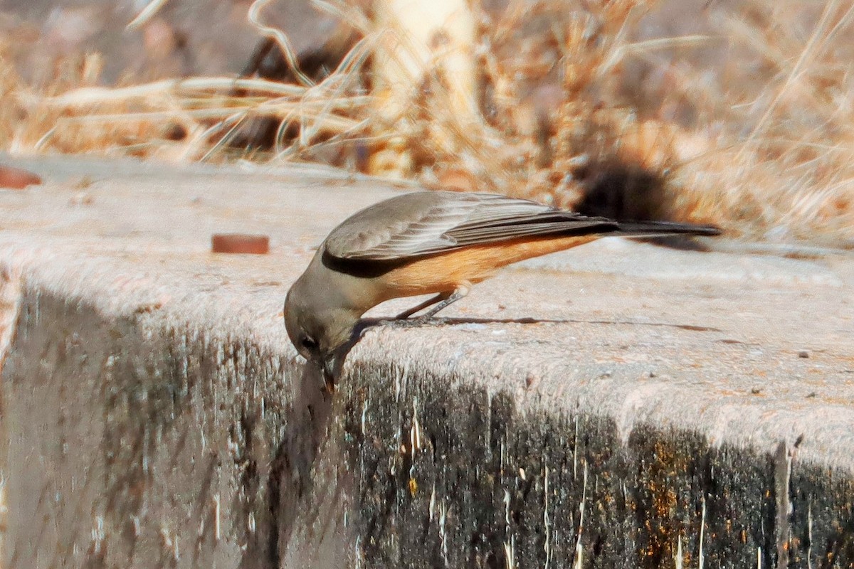 Say's Phoebe - ML611648824