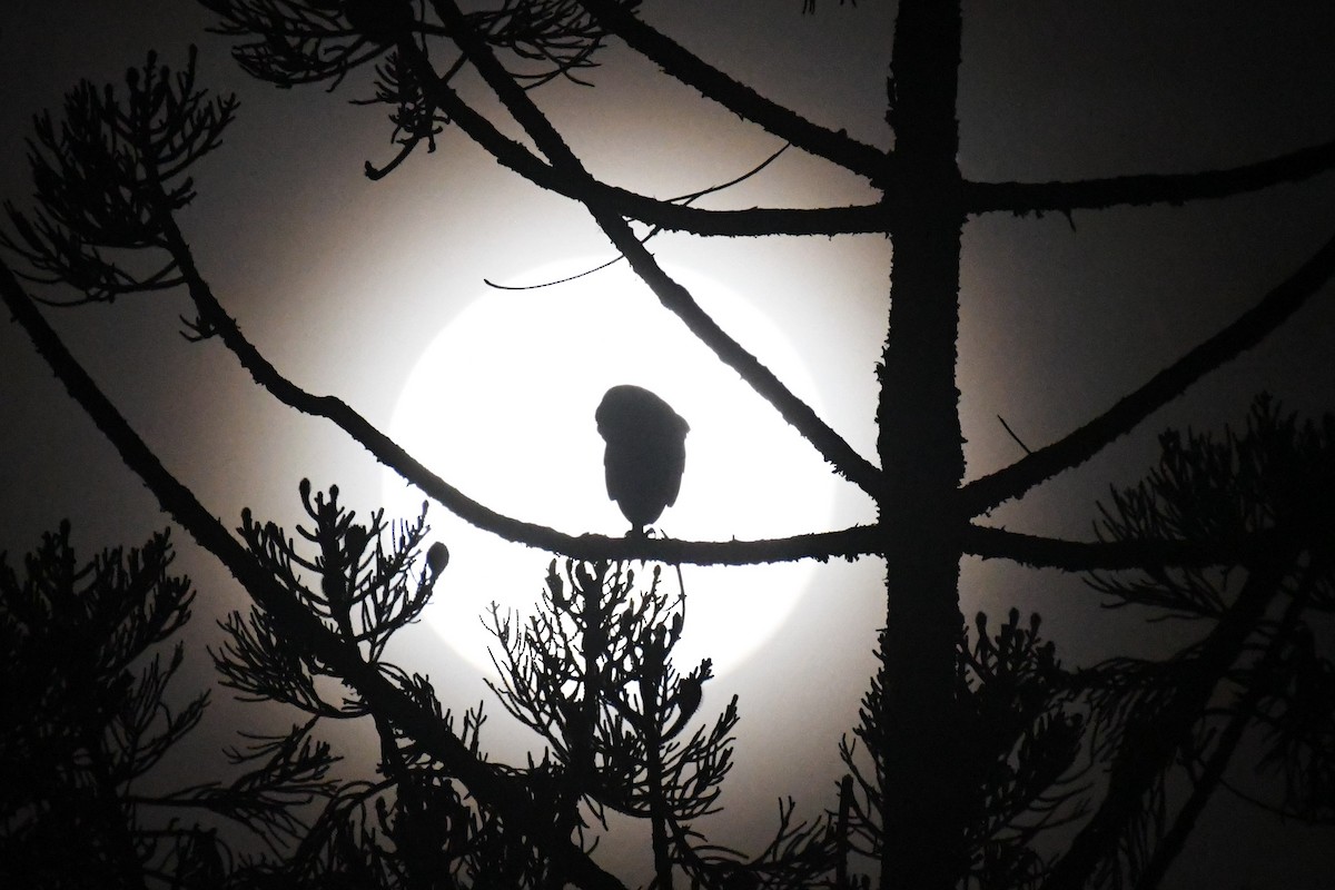 Australian Masked-Owl - Daniel Townend