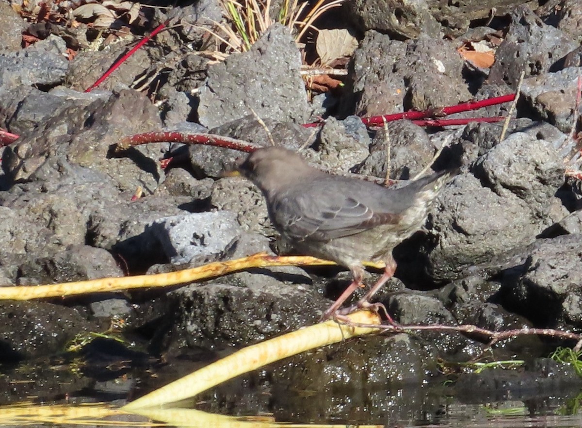 American Dipper - Claire Weiser