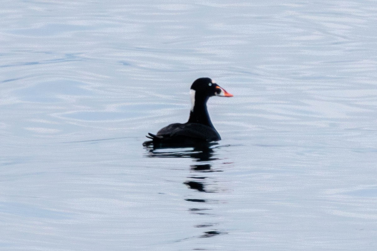 Surf Scoter - ML611648885