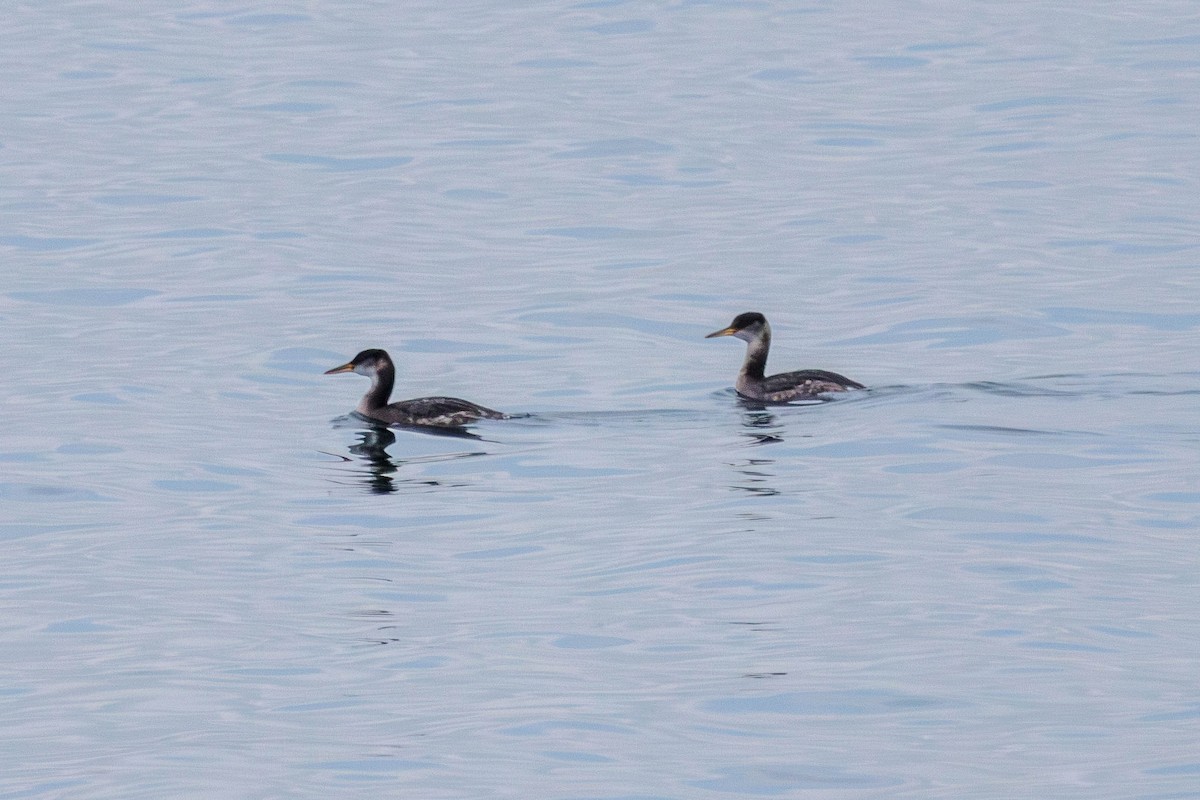 Red-necked Grebe - ML611648922