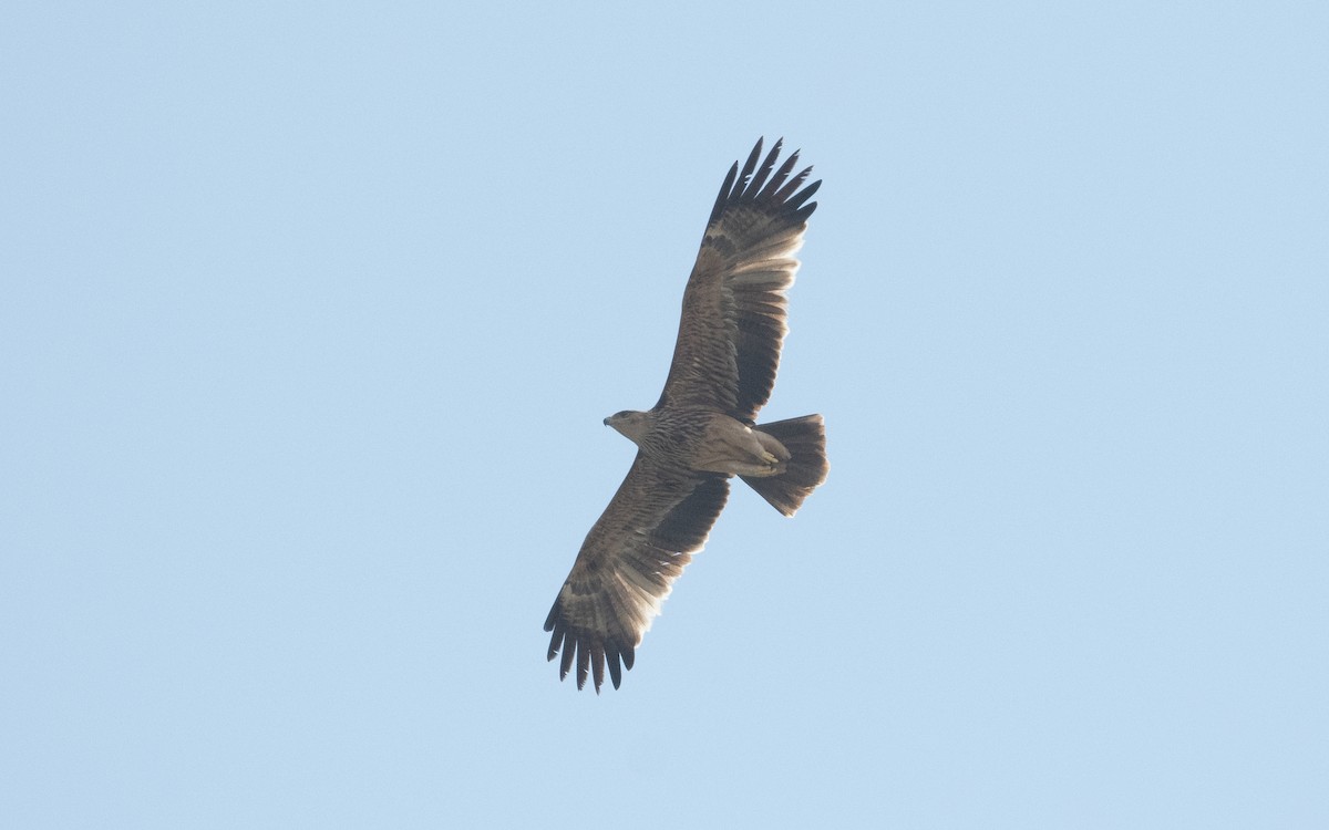 Imperial Eagle - ML611648929