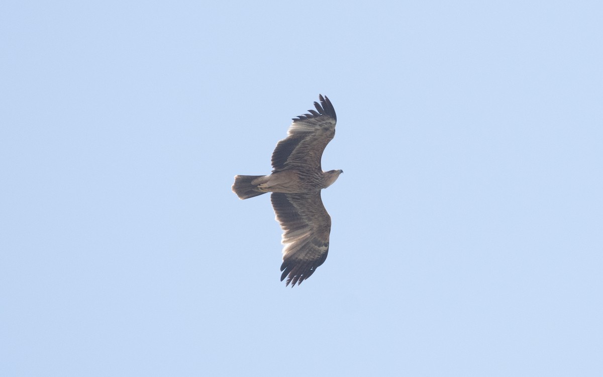Imperial Eagle - ML611648932