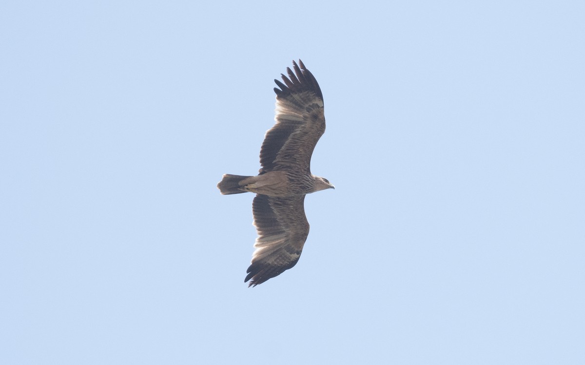 Imperial Eagle - ML611648933