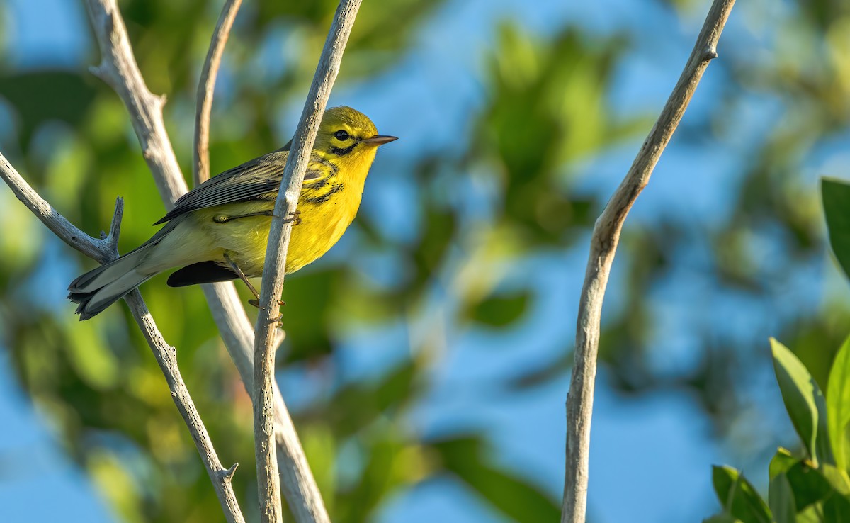 Prairie Warbler - Connor Cochrane