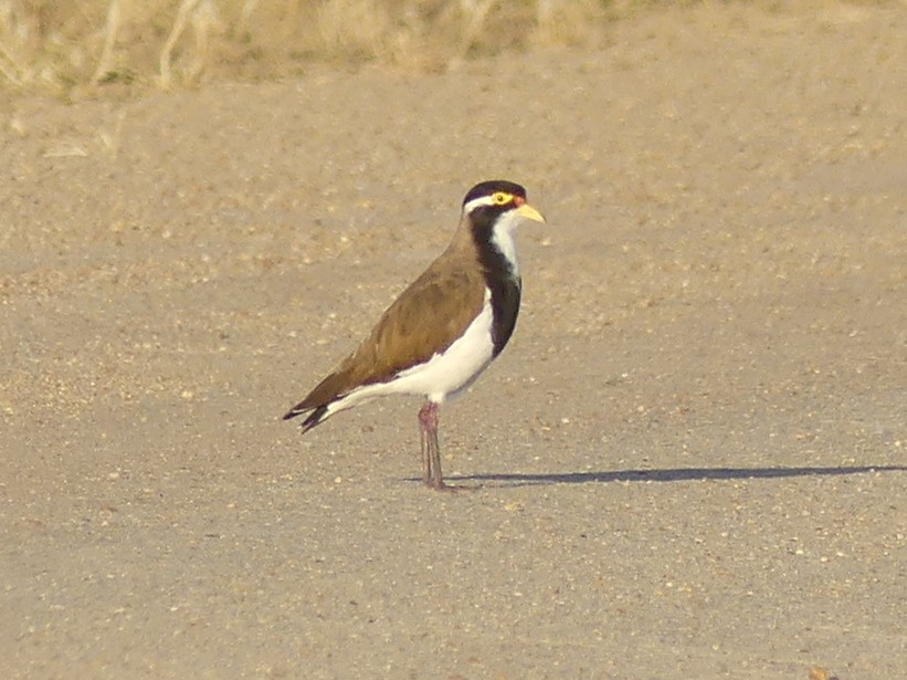 Banded Lapwing - ML611648984