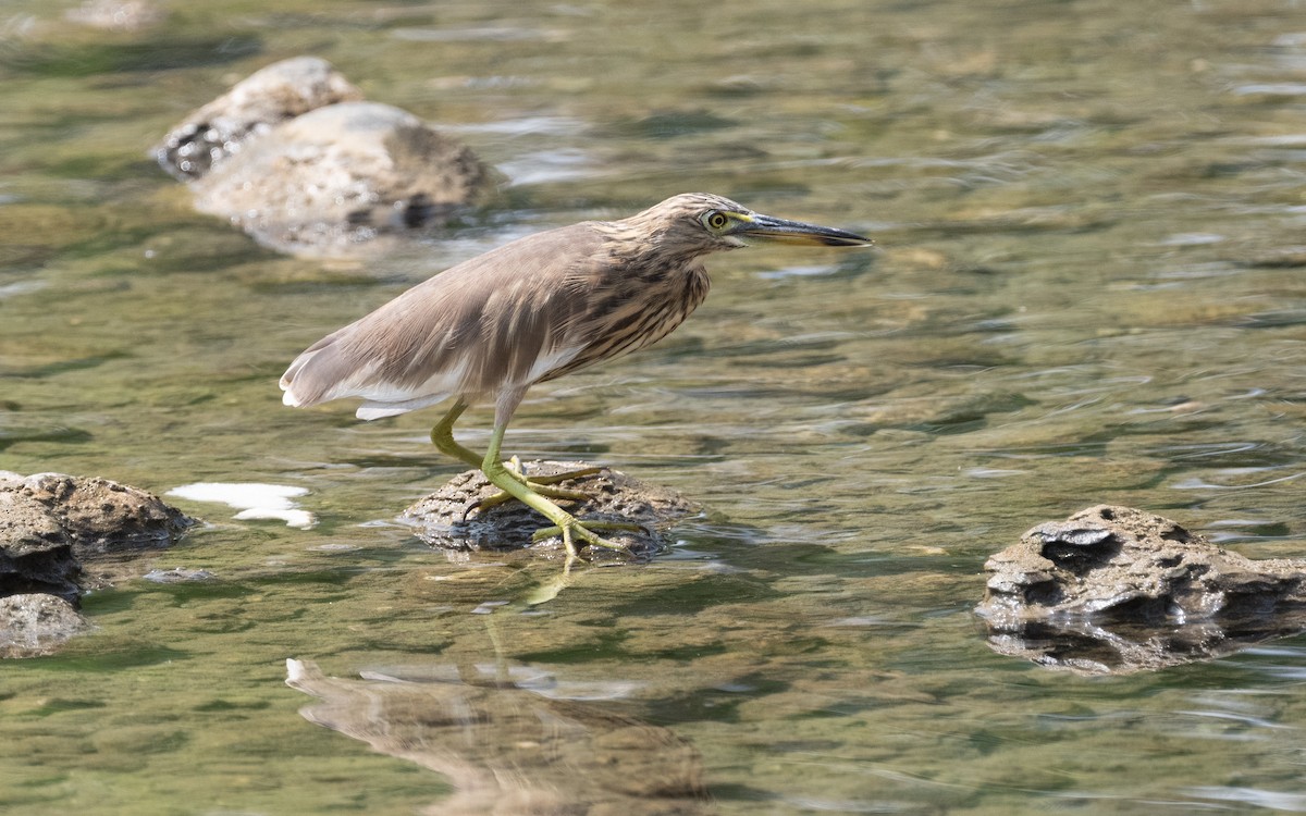 Indian Pond-Heron - ML611649011