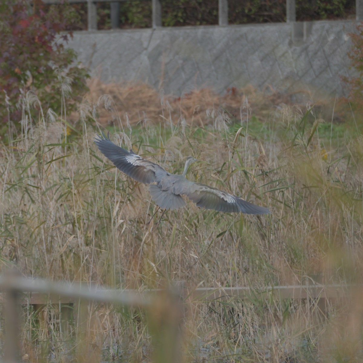 Gray Heron - ML611649033