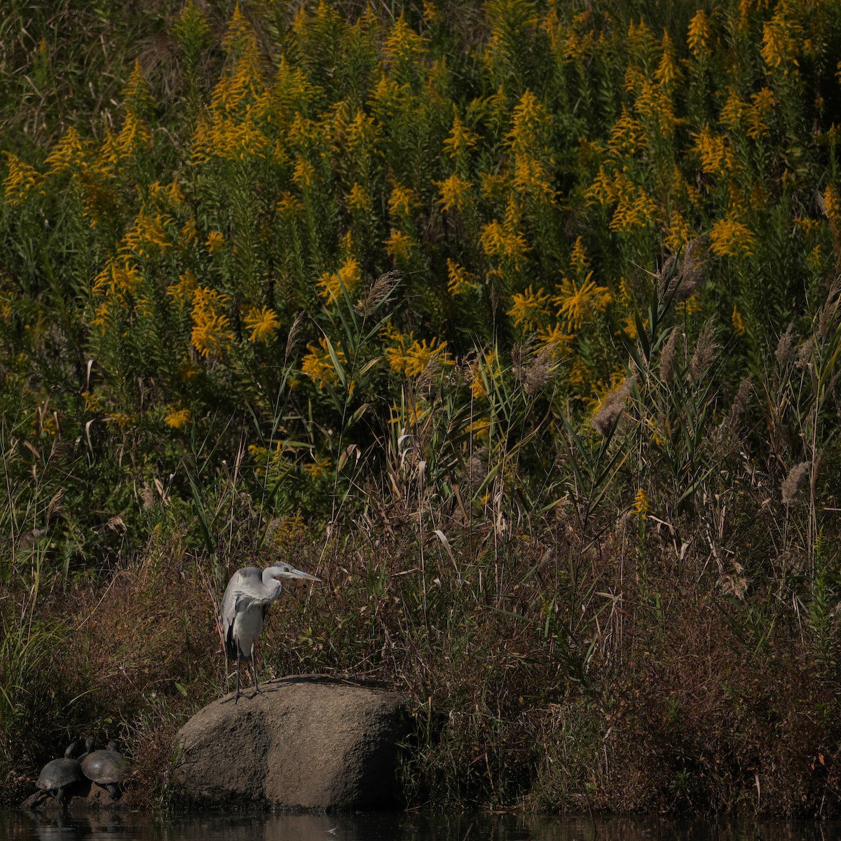 Gray Heron - ML611649035